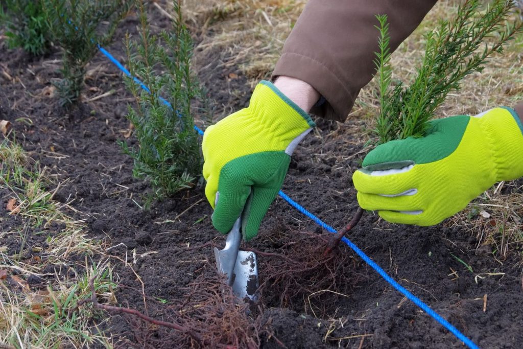 A person planting yew