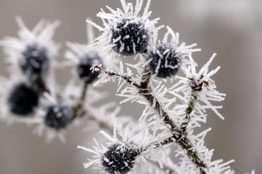 Frost covered blueberry plant