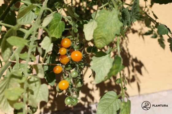 Yellow Clementine tomato: how to grow & care