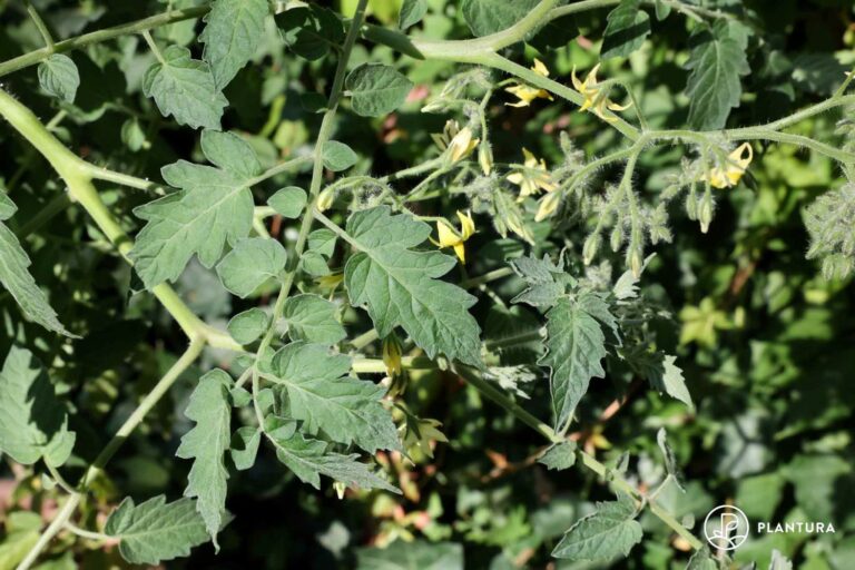 Yellow Clementine tomato how to grow & care Plantura