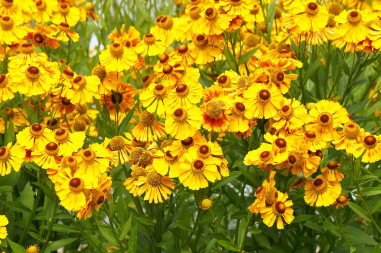 Helenium varieties: the best sneezeweed varieties – Plantura