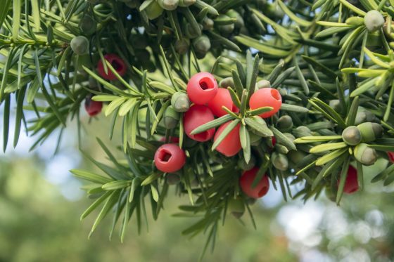Yew trees: poisonous to humans & animals