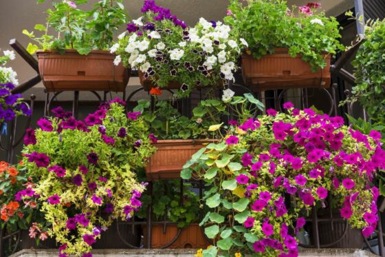 Balcony planting: best plants for a balcony garden & tips on planting