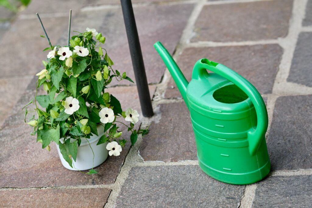 Potted black-eyed Susan next to watering can