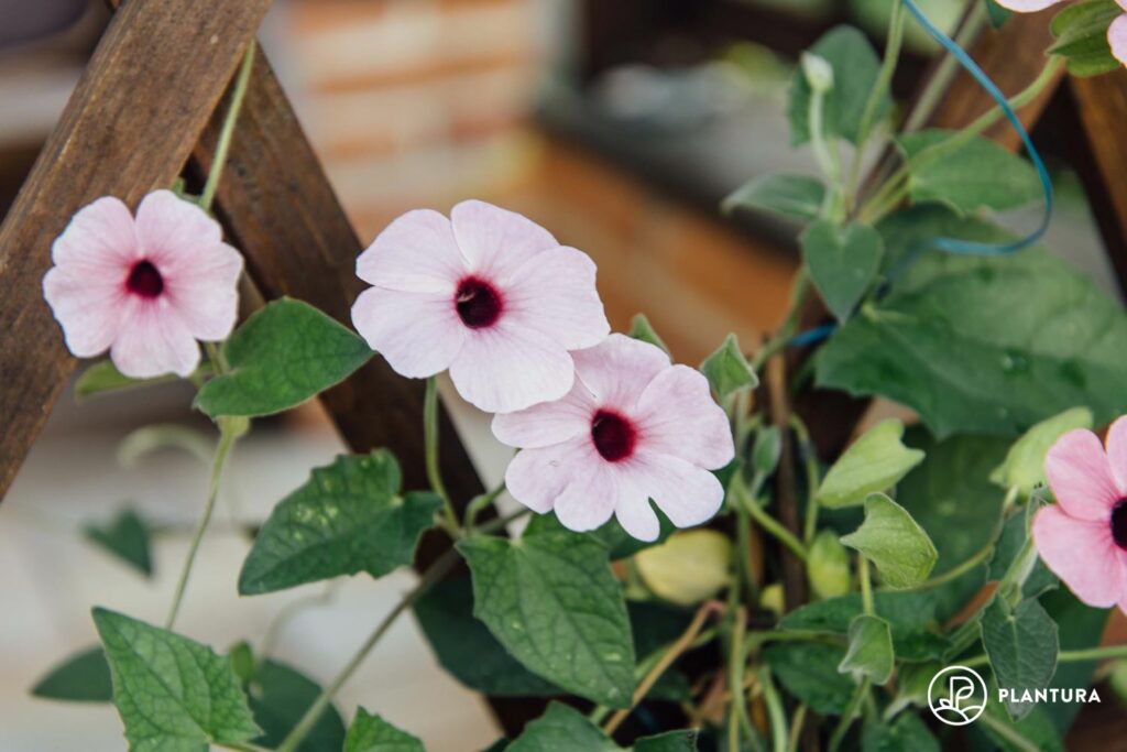 Pink black-eyed Susan flowers