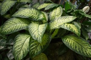 Dieffenbachia