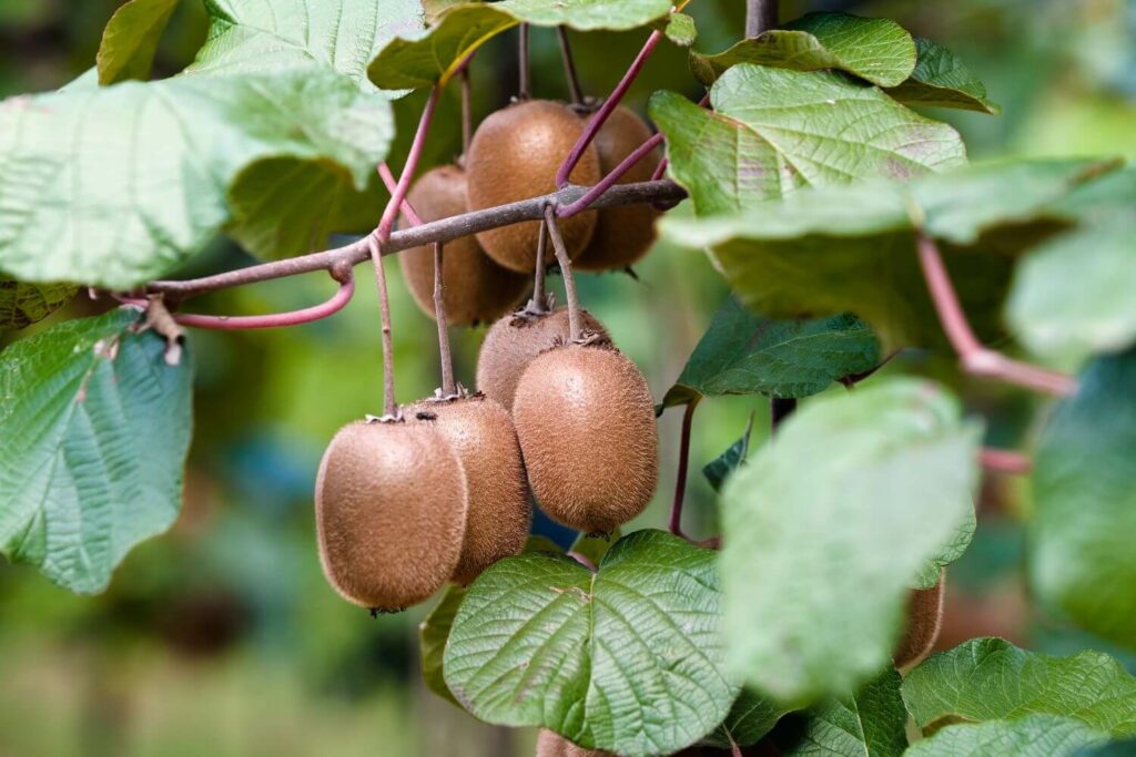 Growing Kiwi Fruit - How to Grow Kiwi Fruit - Allotment & Gardens