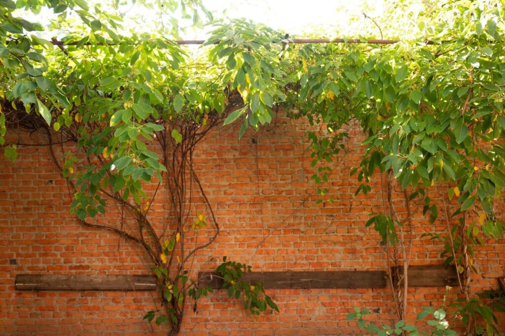 A healthy kiwi plant