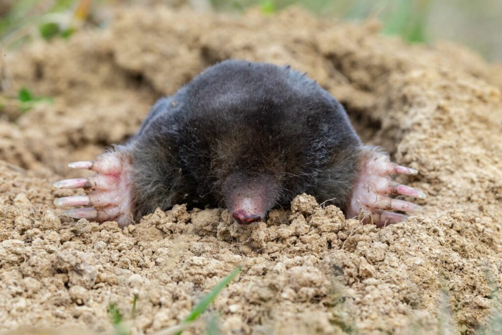 Mole on top of soil