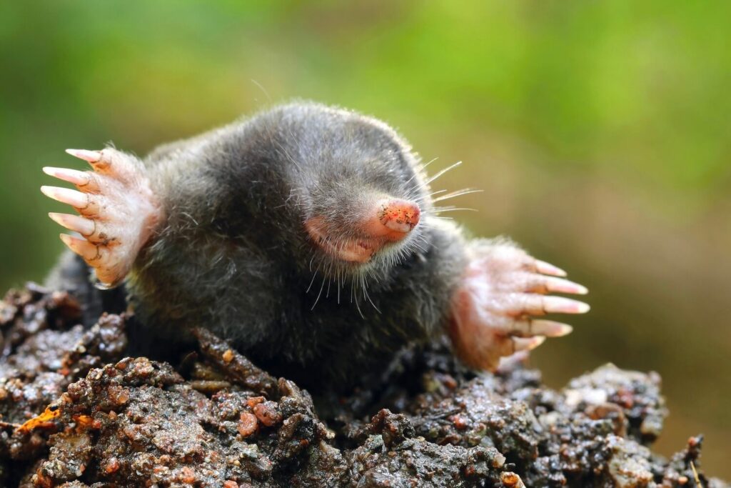 Close up of a mole