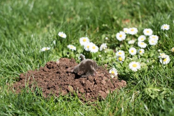 Moles: profile, diet, molehills & hibernation
