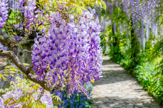 Planting wisteria: when, where & how
