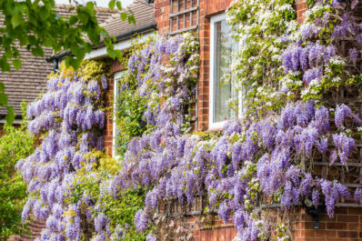 Pruning wisteria: when & how to cut back