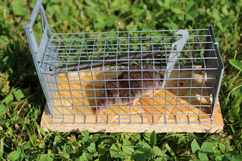 A shrew caught in trap