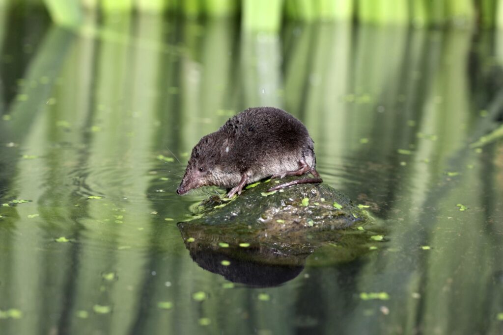 A water shrew on pond