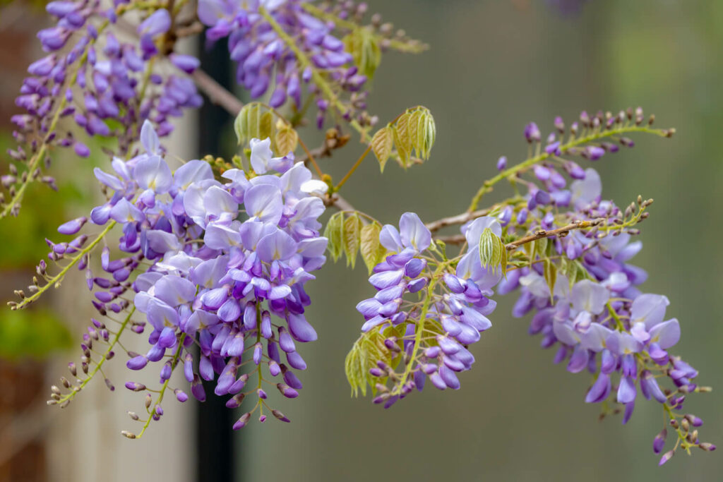 Young flowers of purple wisteria