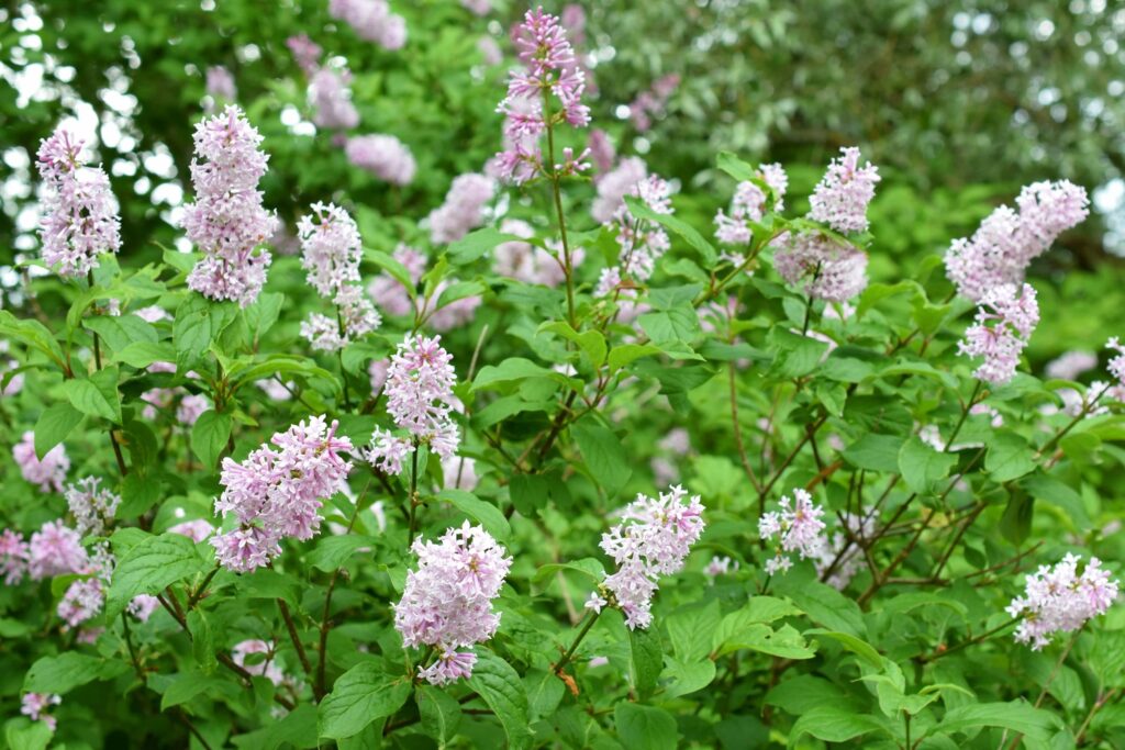 Large panicles on Hungarian lilac