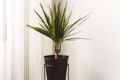 Dracaena marginata: care, propagation & toxicity