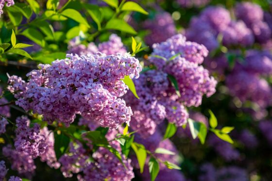 Planting lilacs: when, where & how to plant lilac