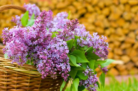 Pruning lilac: when & how