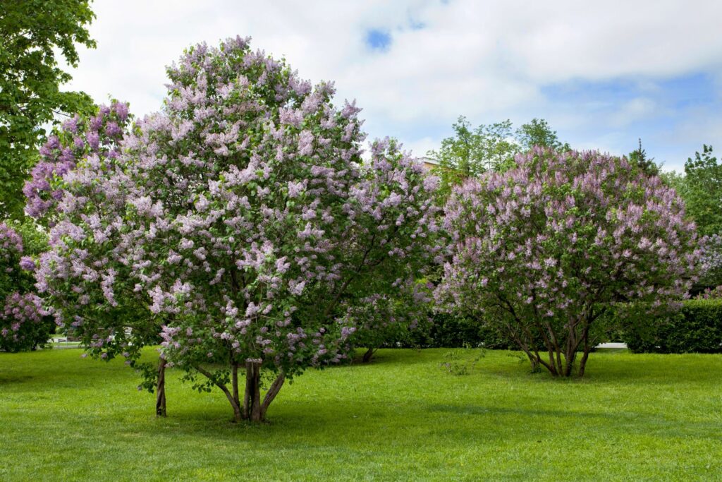 Lilac trees growing in lawn