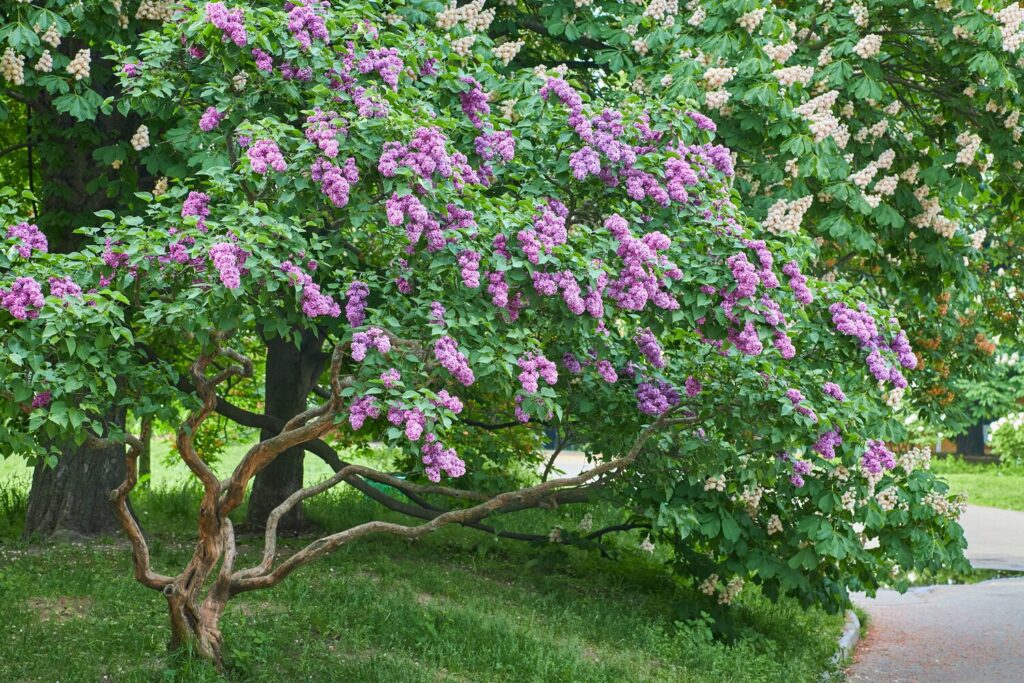 A lilac tree in bloom