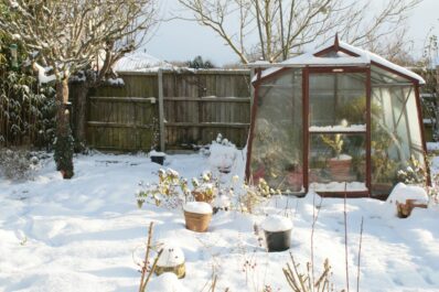 Winter greenhouses: overwintering plants in an unheated greenhouse