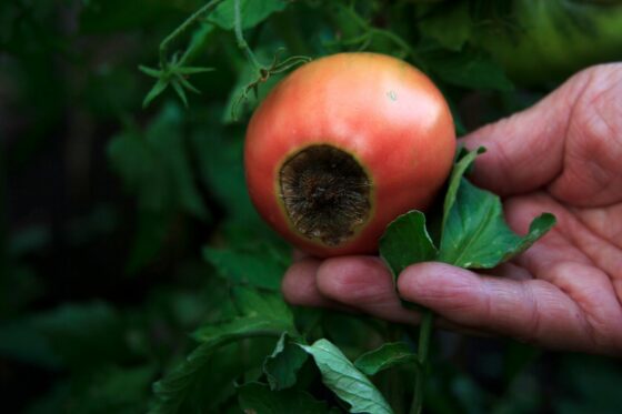 Blossom end rot in tomatoes: identification, prevention & treatment