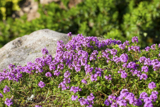 Thyme plant care: pruning, watering & fertilising