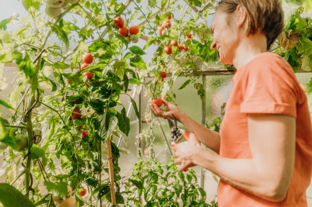 Ebook: 10 Tips for Growing Perfect Tomatoes