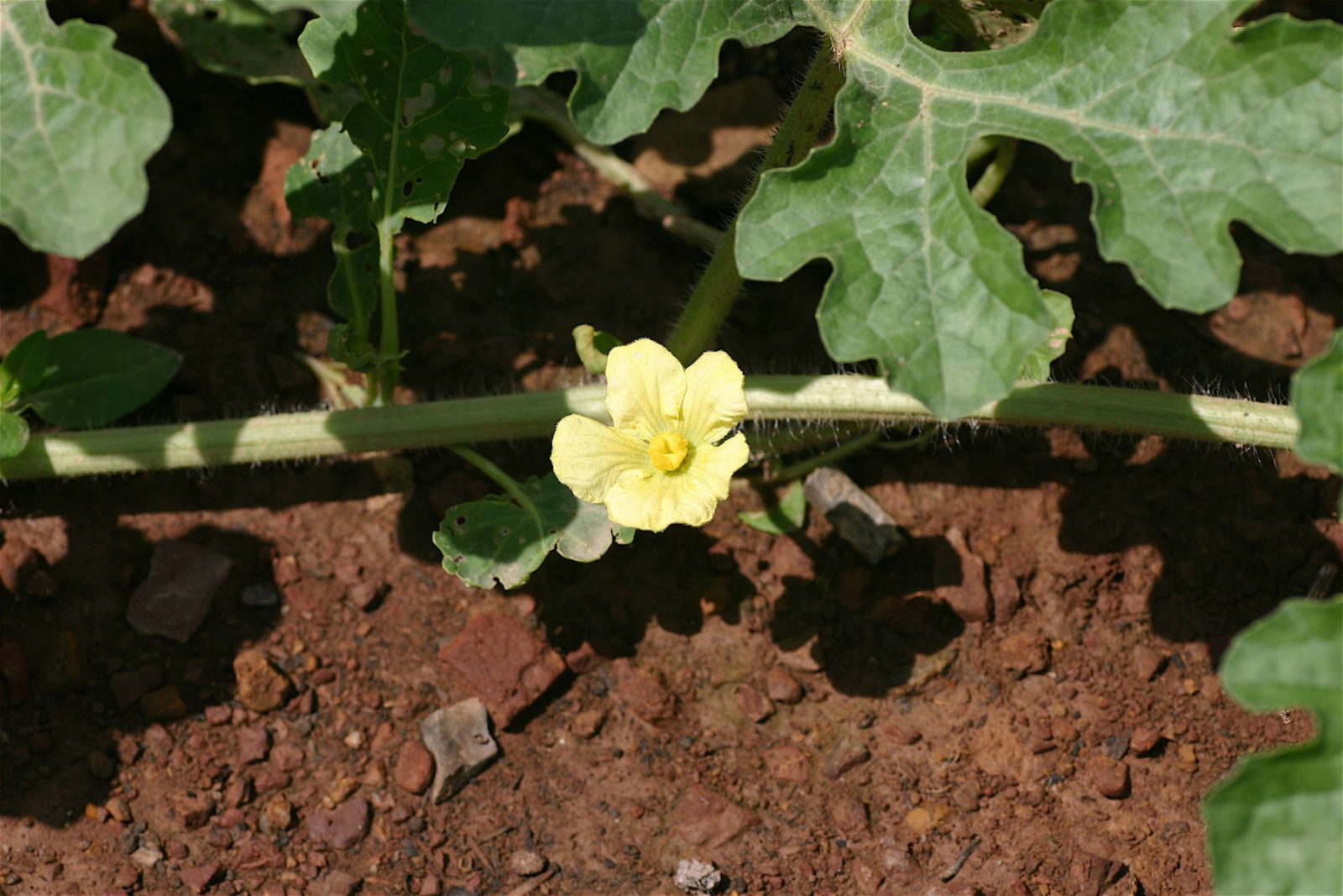 Wassermelone Herkunft Anbau Pflege Plantura