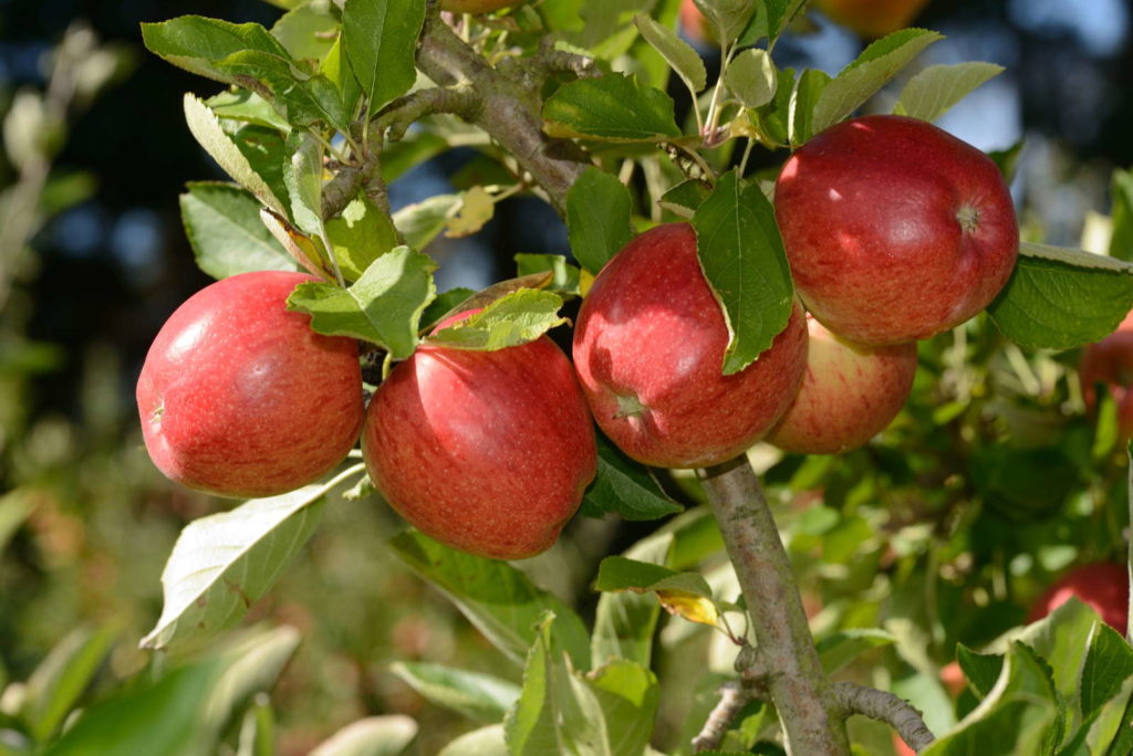 Apfelsorten: 50 Plantura Apfelsorten süße, frühe - saure 