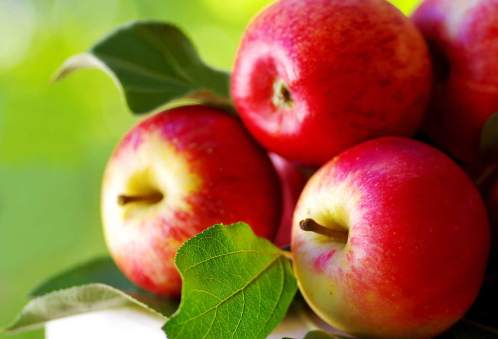 Apfelsorten: 50 & Apfelsorten saure Plantura - frühe süße