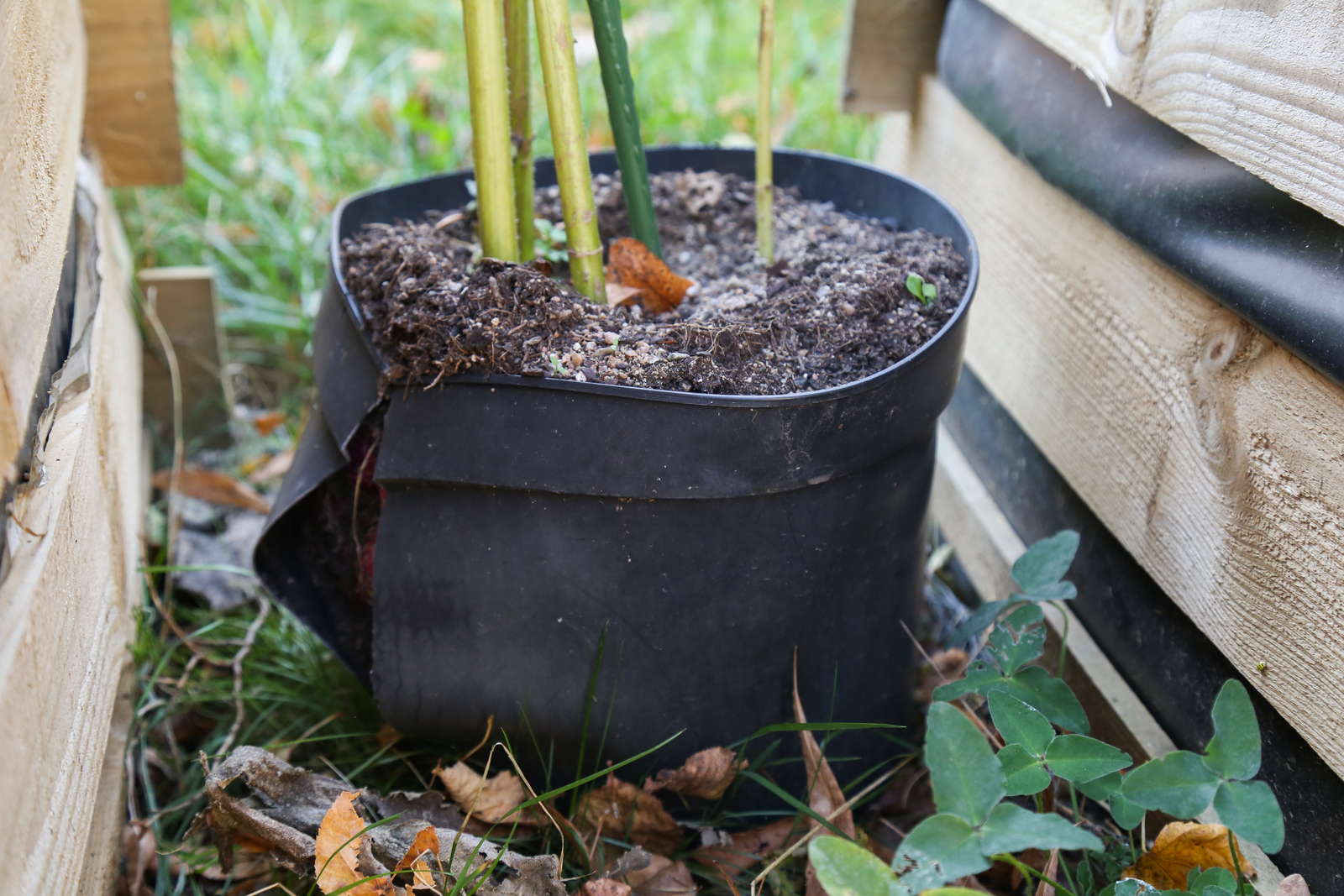 Topinambur Pflanzen Tipps Zum Anbau Im Eigenen Garten