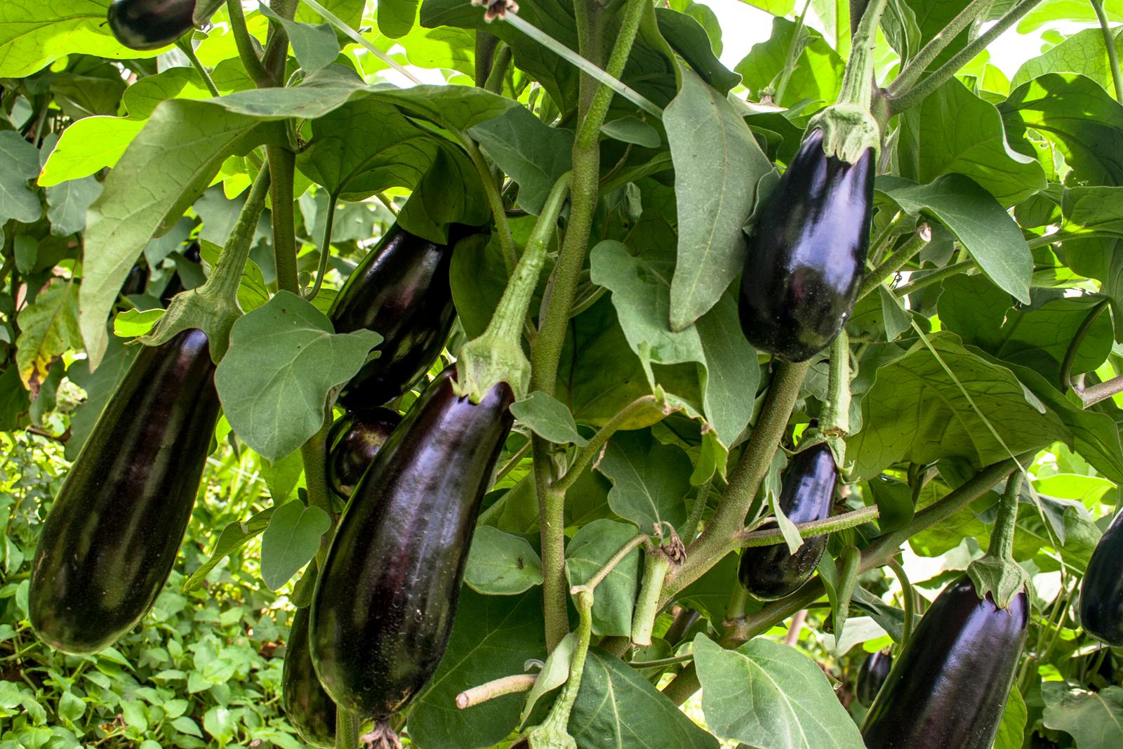 aubergine-anbauen-tipps-vom-experten-plantura
