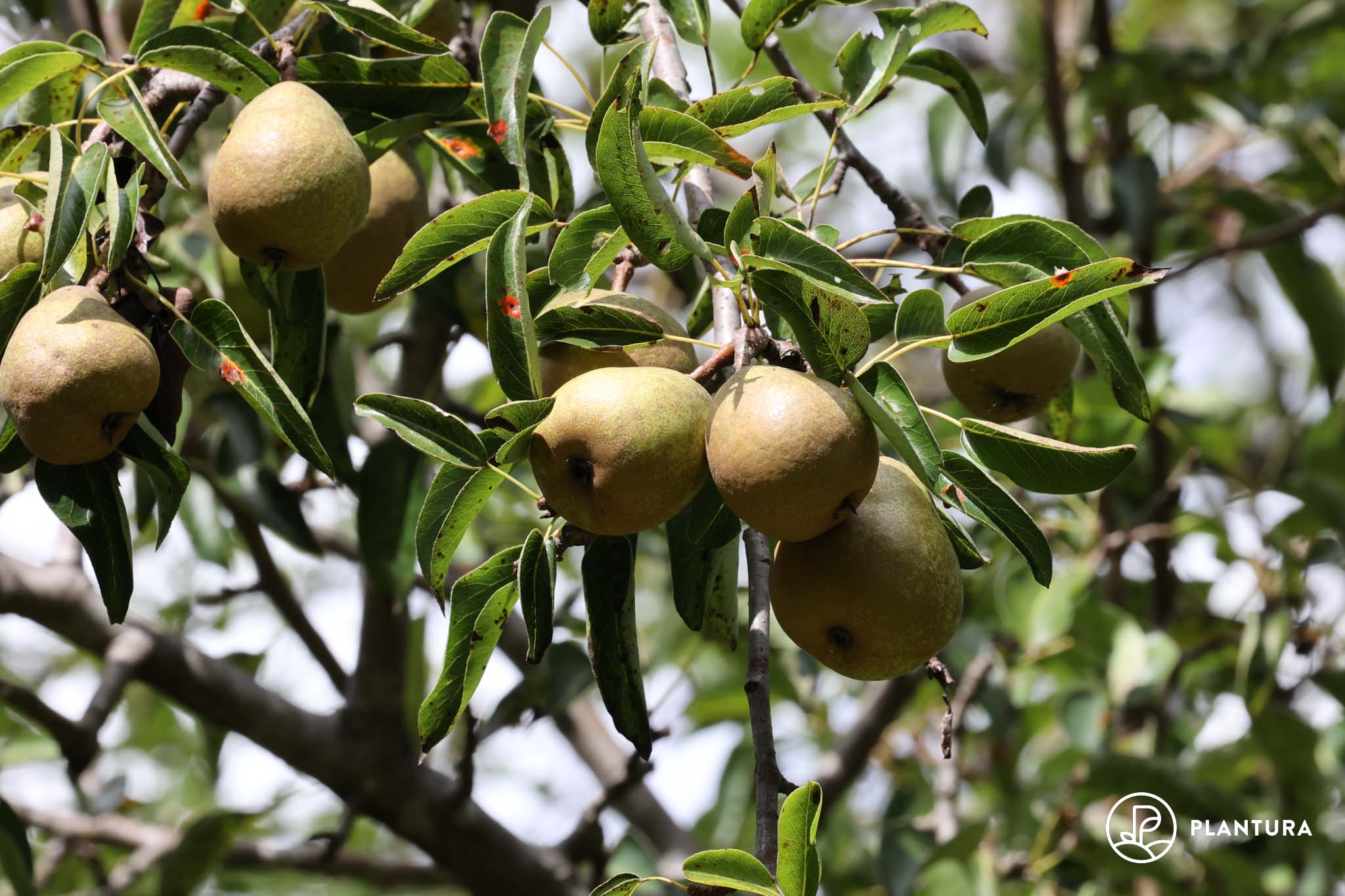 Plantura - neue 35 Birnensorten Birnensorten: alte &