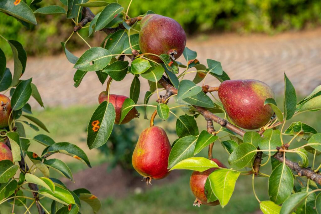 Birnensorten: 35 neue & - Birnensorten alte Plantura