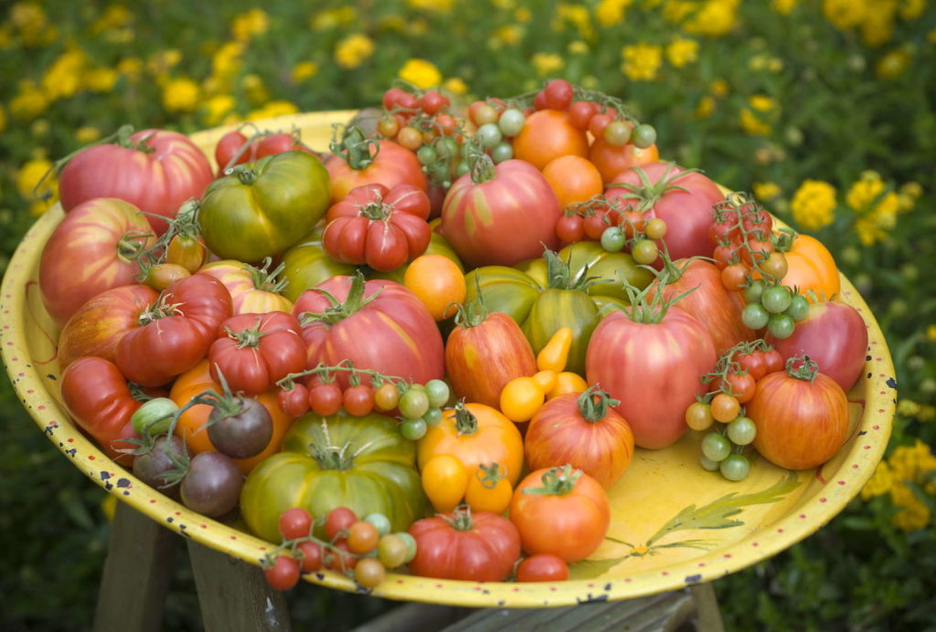 Tomatensorten Bilder: Eine leckere Reise in die Welt des Zeichnens