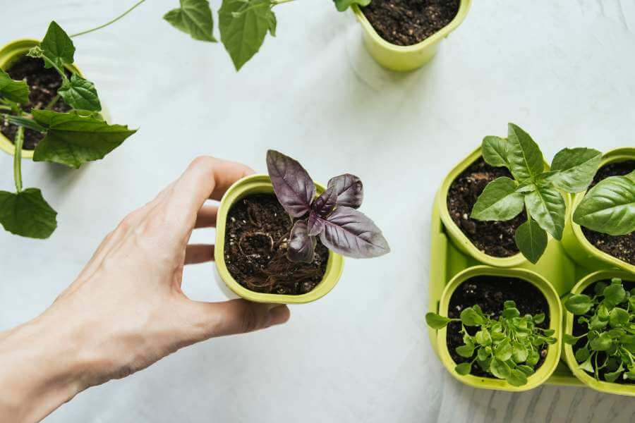 Basilikum: Im Garten selbst anbauen - Plantura