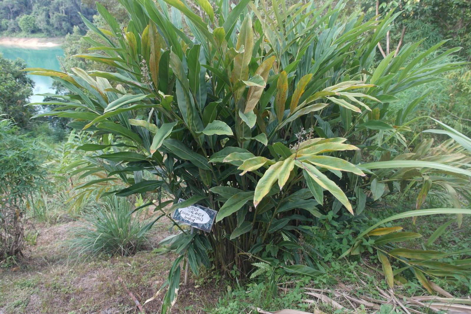 Galgant Das Gewurz Und Heilkraut Aus Dem Eigenen Garten Plantura