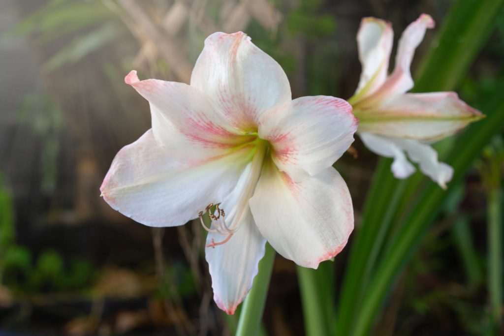 Amaryllis: Nach der Blüte im Sommer pflegen - Plantura