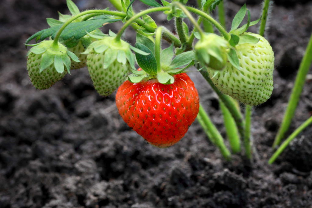 Erdbeeren Pflanzen: Erdbeeren Aus Dem Eigenen Garten - Plantura