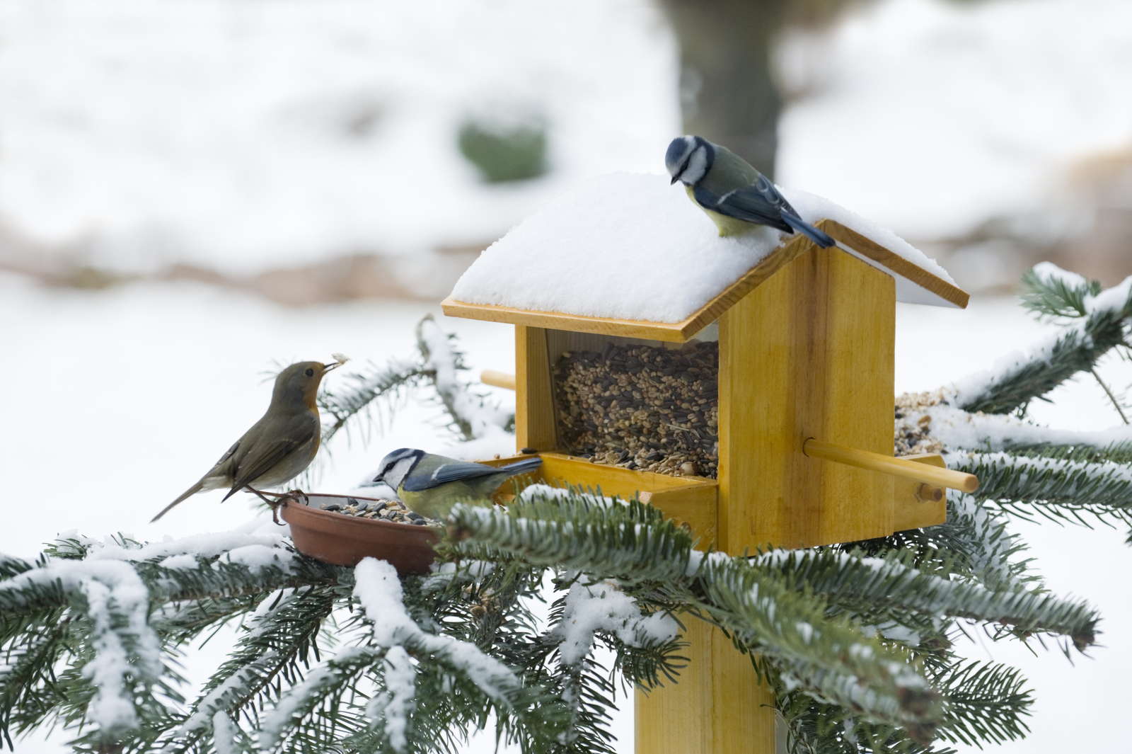 Sollte Man Vogel Im Garten Futtern Plantura