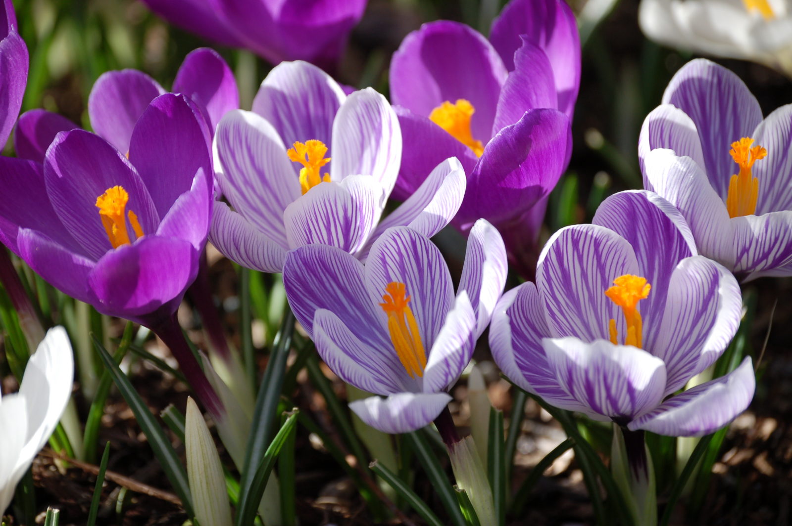 Krokus Pflanzen Die Zierliche Blutenpracht Im Eigenen Garten Anbauen Plantura