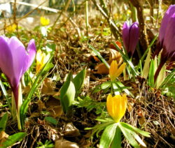 Krokus Pflanzen Die Zierliche Blutenpracht Im Eigenen Garten Anbauen Plantura