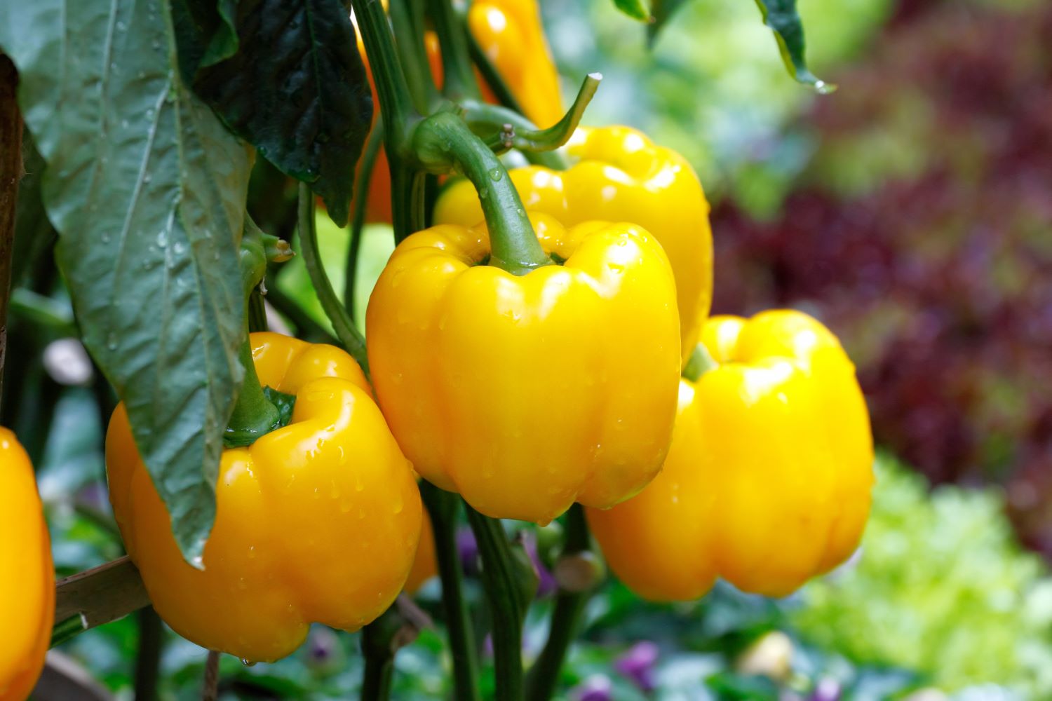 Wahrheit Vorschule Begleiter Wann Sind Paprika Reif Zum Ernten Pistole 