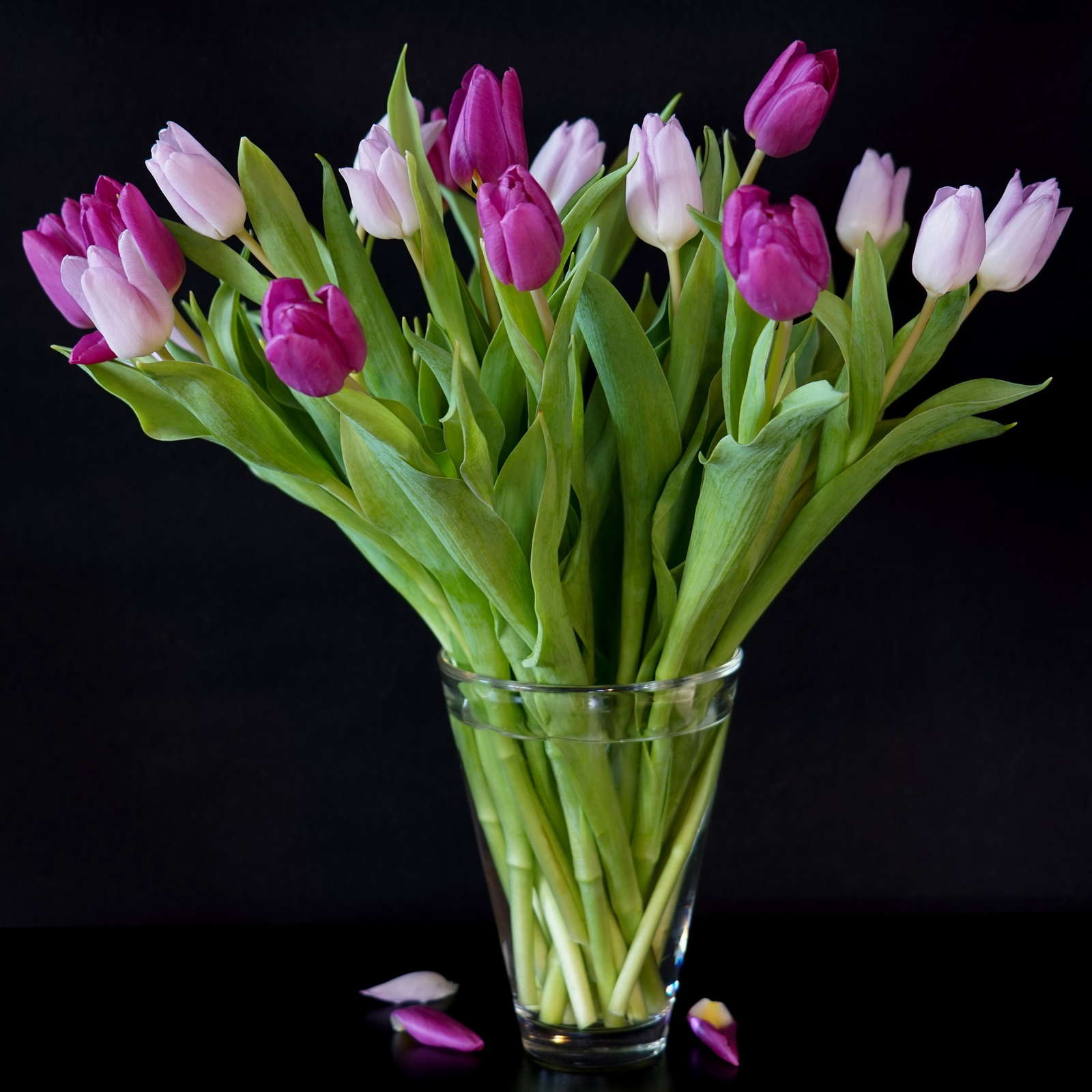 Tulpen in der Vase: Tipps für eine längere Blüte - Plantura