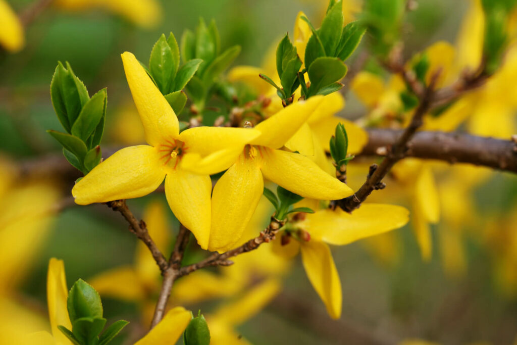 Gelbe Forsythienblüte