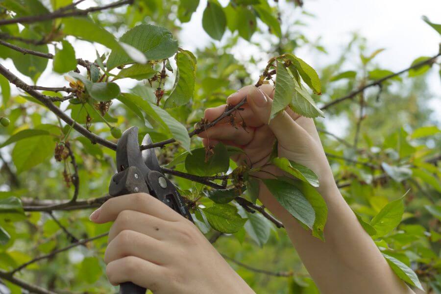 - Kirschbaum Plantura Zeitpunkt schneiden: Vorgehen &