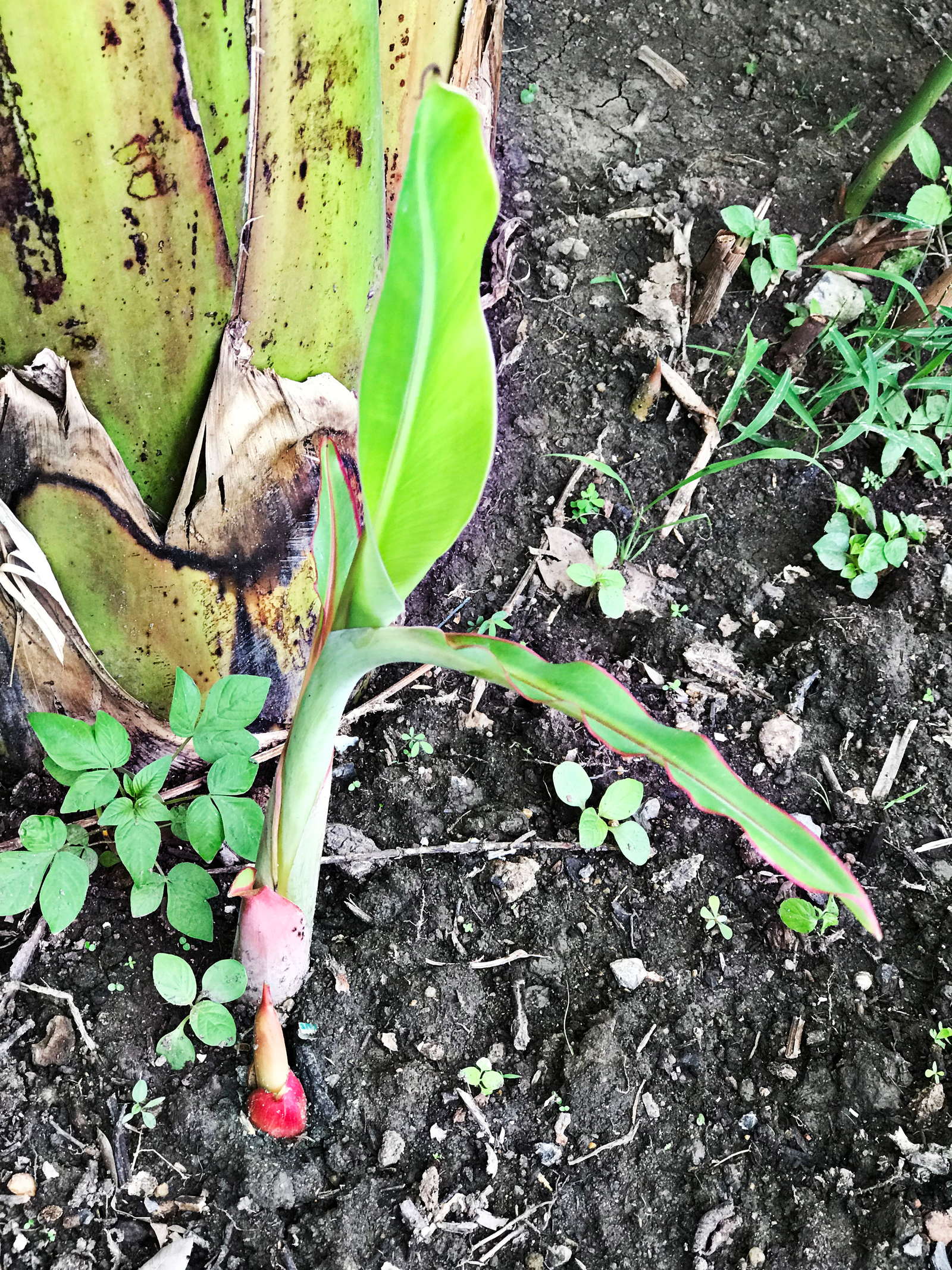 Bananenpflanze Pflanzen Pflegen Im Eigenen Garten